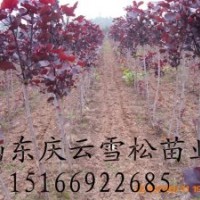 全紅楊生產供應商全紅楊培育基地
