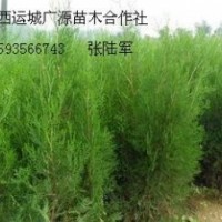 2米白皮松側柏大量出售