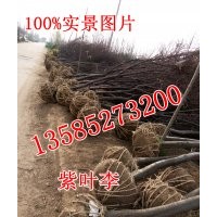 江蘇直銷6公分紫葉李價格，8公分紫葉李價格，10公分紫葉李價格