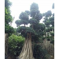 嫁接修枝葉片造型榕樹樁頭/重慶小葉榕樁頭基地2016價格