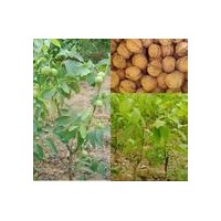 大量供應(yīng)優(yōu)質(zhì)山西運城薄皮核桃