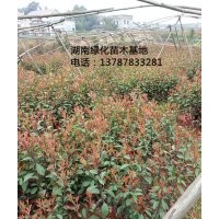 包成活,百萬棵湖南紅葉石楠苗木現貨直銷