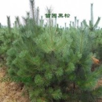 黑松，大小規格黑松，雪松，龍柏