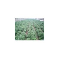 供應(高40公分--80公分）營養杯白皮松