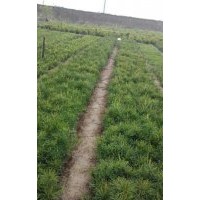 白皮松價格，白皮松基地