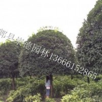精品低價高分支桂花