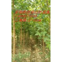 三角楓，土石楠（獨本/叢生）紫薇，曰本櫻花