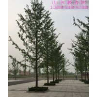 哪里銀杏樹？山東郯城鑫苑銀杏苗圃