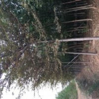 供應行道樹