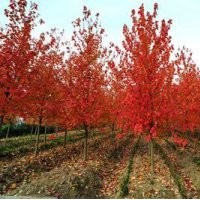 供應1-3公分美國紅楓