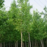 大量批發不同規格銀杏