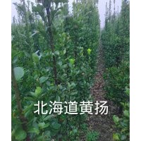 供應(yīng)北海道黃楊、雪松、香花槐、大葉女貞