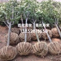 2公分西府海棠價(jià)格3公分4公分西府海棠價(jià)格