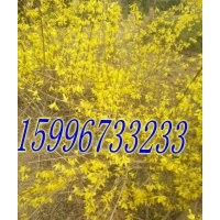 40公分連翹價(jià)格，50公分連翹價(jià)格