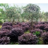 供應小桂花、單桿紅葉石楠、紅花繼木球、無患子、欒樹