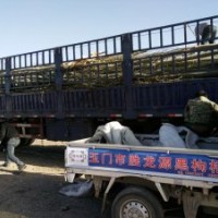 供應新疆楊￥求購新疆楊￥新疆楊基地￥河北楊、青楊、毛白楊