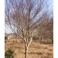 供應，紅楓，垂絲海棠，白玉蘭，廣玉蘭，紫薇