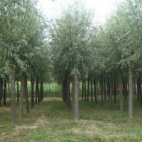 博野縣豐林苗圃場大量出售饅頭柳