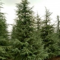 2米雪松價格在南京多少錢一顆？