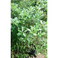 低價供應海桐球和毛球40-100cm袋苗