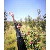 供應櫻花、茶花，基地直銷