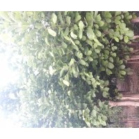 大量出售玉蘭，電話15966192988質量一級