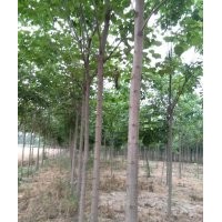 供應8公分梓樹