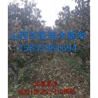 供應(yīng)主桿型山楂樹 綠化用山楂樹 占地山楂樹 山楂占地苗山楂樹價