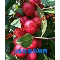 山西農大鈣果苗 新疆哪里有鈣果苗出售 園葉鈣果苗 尖葉鈣果苗