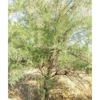 常年供應檉柳；規格小苗。叢生檉柳；大規格檉柳2-3-4-5-6--20