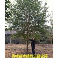 成都樂昌含笑 四川樂昌含笑價格