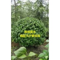 成都大葉黃楊 四川大葉黃楊球，黃楊球種植基地大量批發