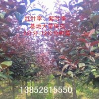 3公分紅葉李價格，3公分紫葉李價格
