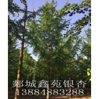 銀杏！銀杏樹！！櫻花！！