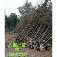 5公分銀杏樹(shù)