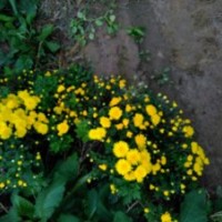 珍稀苗木供應(yīng)中，火焰衛(wèi)矛，大花流蘇，彩葉豆梨