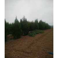0.5-5.5米側柏大量供應