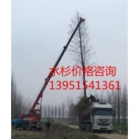 供應18公分水杉 水杉價格