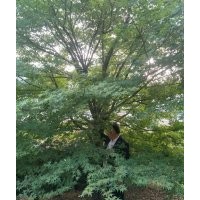 雞爪槭紅楓、精品羽毛楓