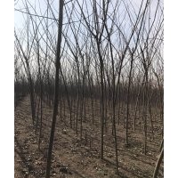 合歡、北欒
