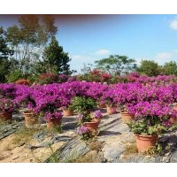大量供應三角梅、八月桂、大葉紫薇
