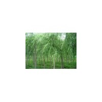 供應垂柳 南京垂柳 垂柳批發價格 垂柳價格