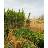 低價供應(yīng)：冬青，大葉黃楊，北海道黃楊，豆瓣黃楊，各種球類