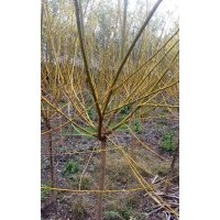 3至5公分美人梅，2至3公分美國紅楓，2公分五角楓小苗