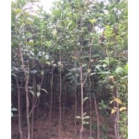 賠本清場羅漢松、八月桂、丹桂、宮粉紫荊、大果楊梅、紅豆杉