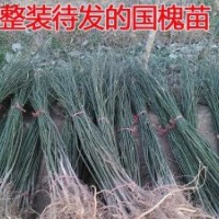 供應綠化用國槐