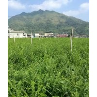 大量供應一年生、兩年生紅豆杉苗子及一至十五公分紅豆杉木