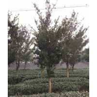 供應羅漢松10-18公分