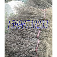 沭陽30公分紅葉小檗價(jià)格，40公分紅葉小檗價(jià)格