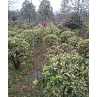 供應無刺枸骨、龍柏、三角楓、紅葉石楠、大葉女貞